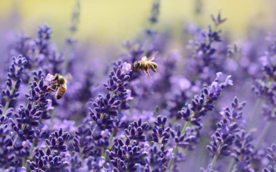 Mais d’où vient donc le « buzz » ?